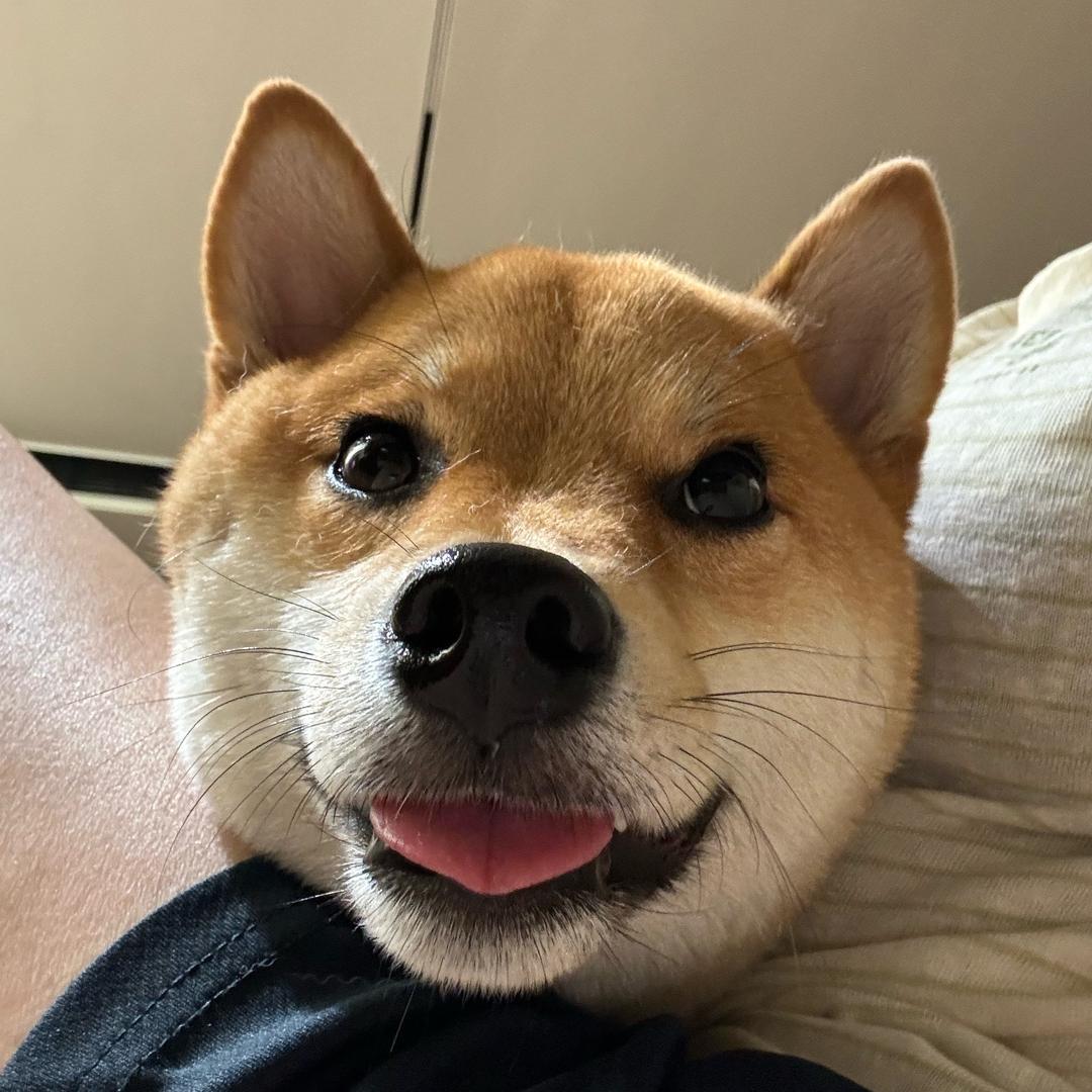 细妹是只柴