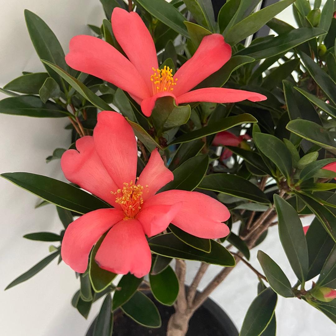 一路繁花伴我行