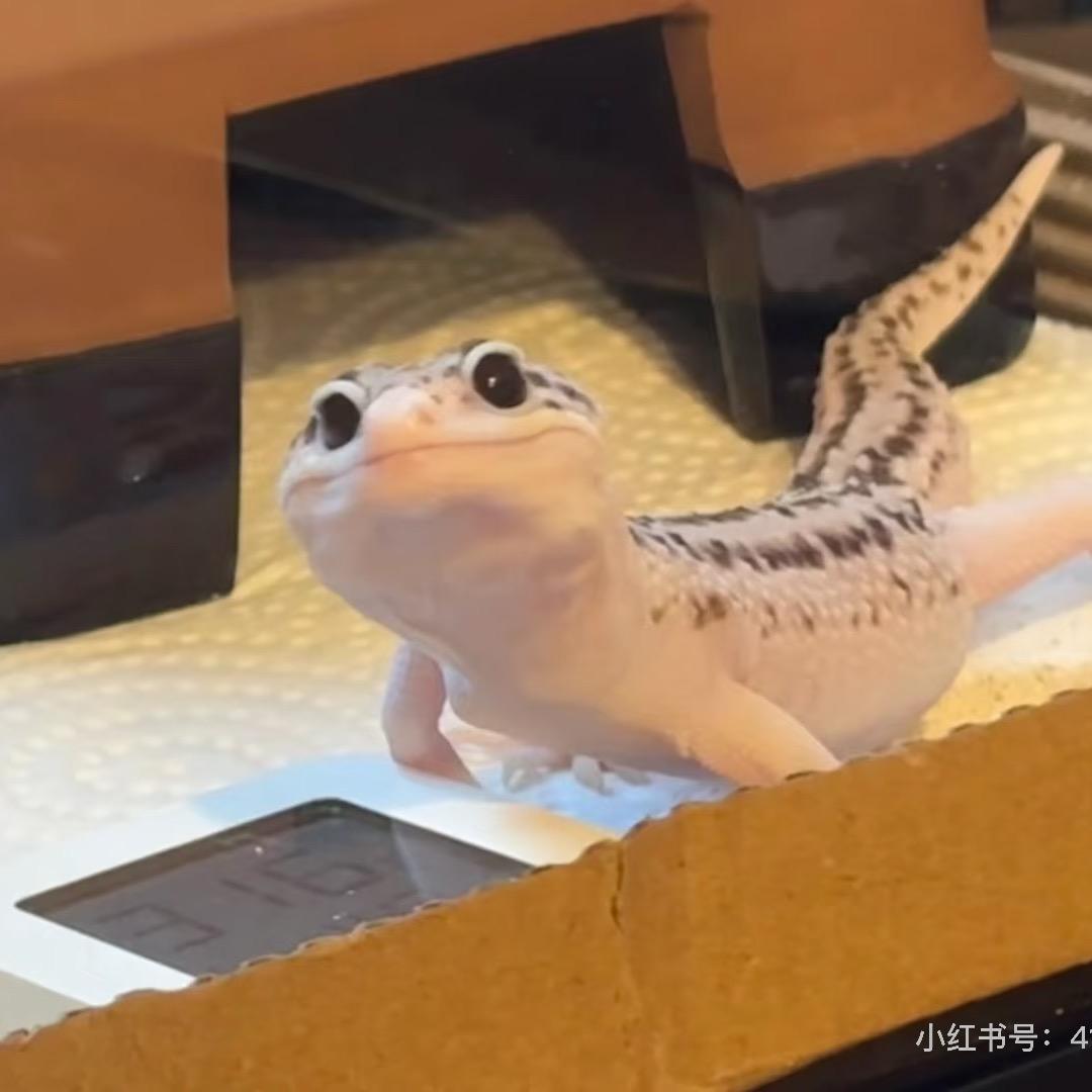 颐和爬宠（收退坑）