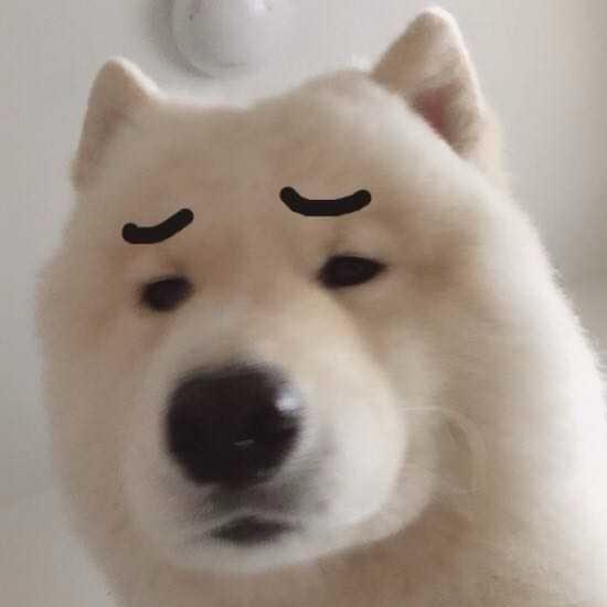 不万能的小谢