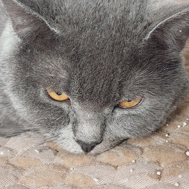 猫猫的小铺子
