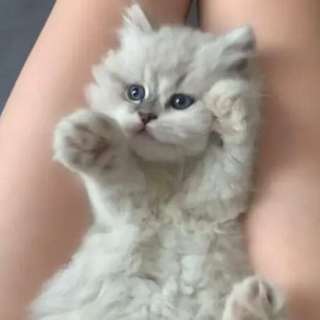 甜甜的喵.✨🌙