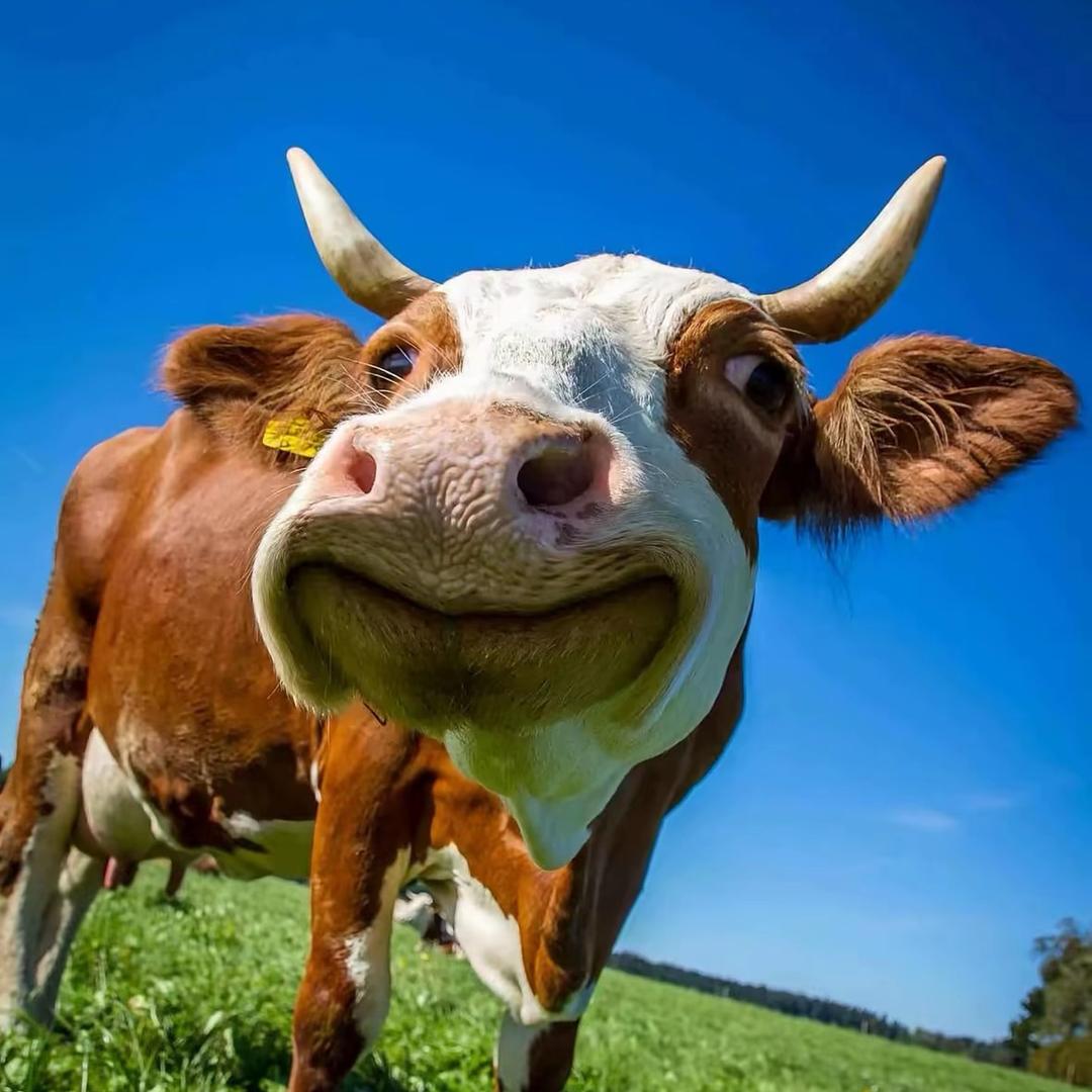 花凤凰飞花凤凰飞