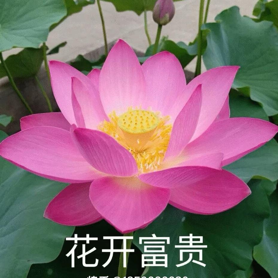 花开富贵.