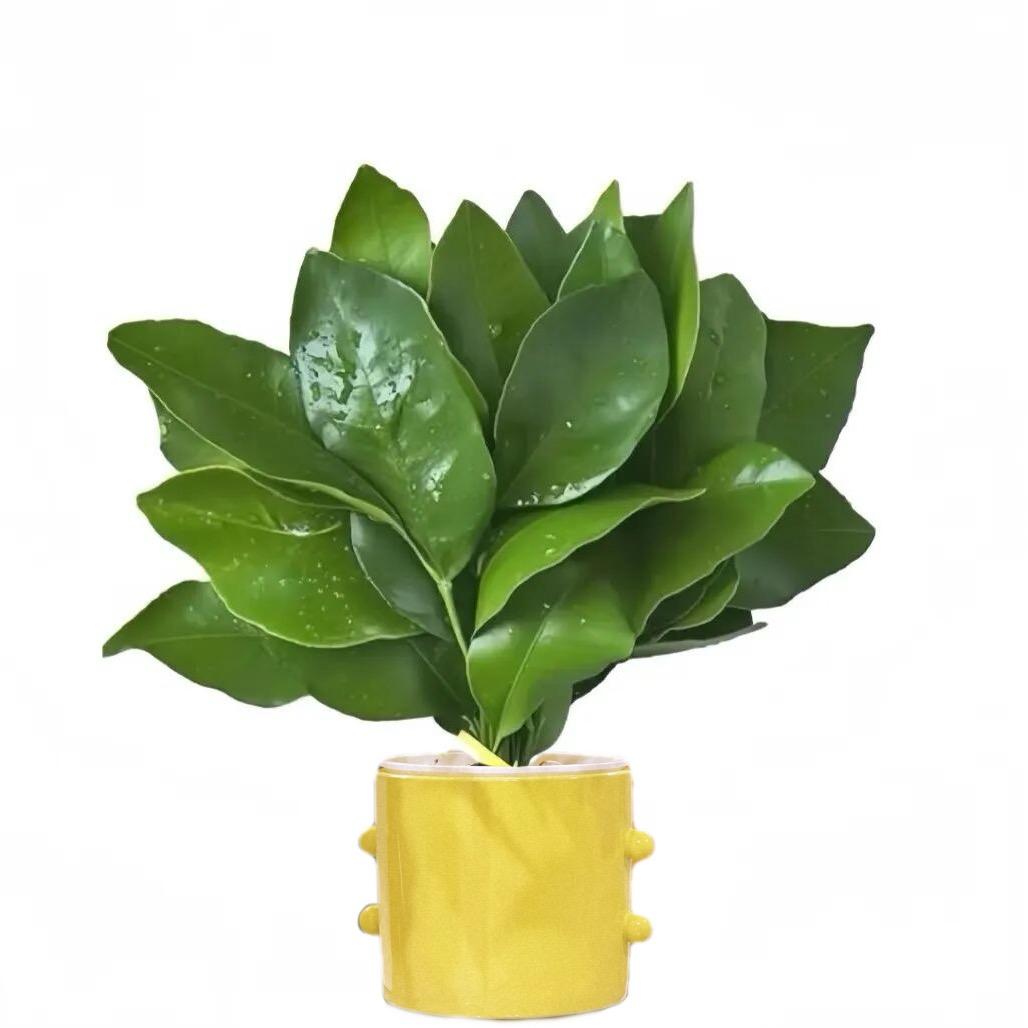 南星👑