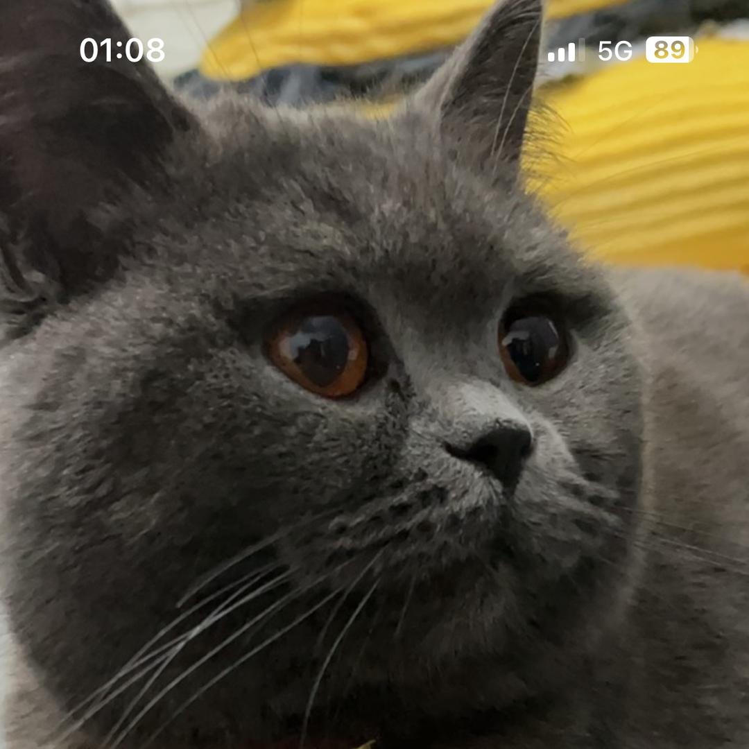 臭宝是只猫