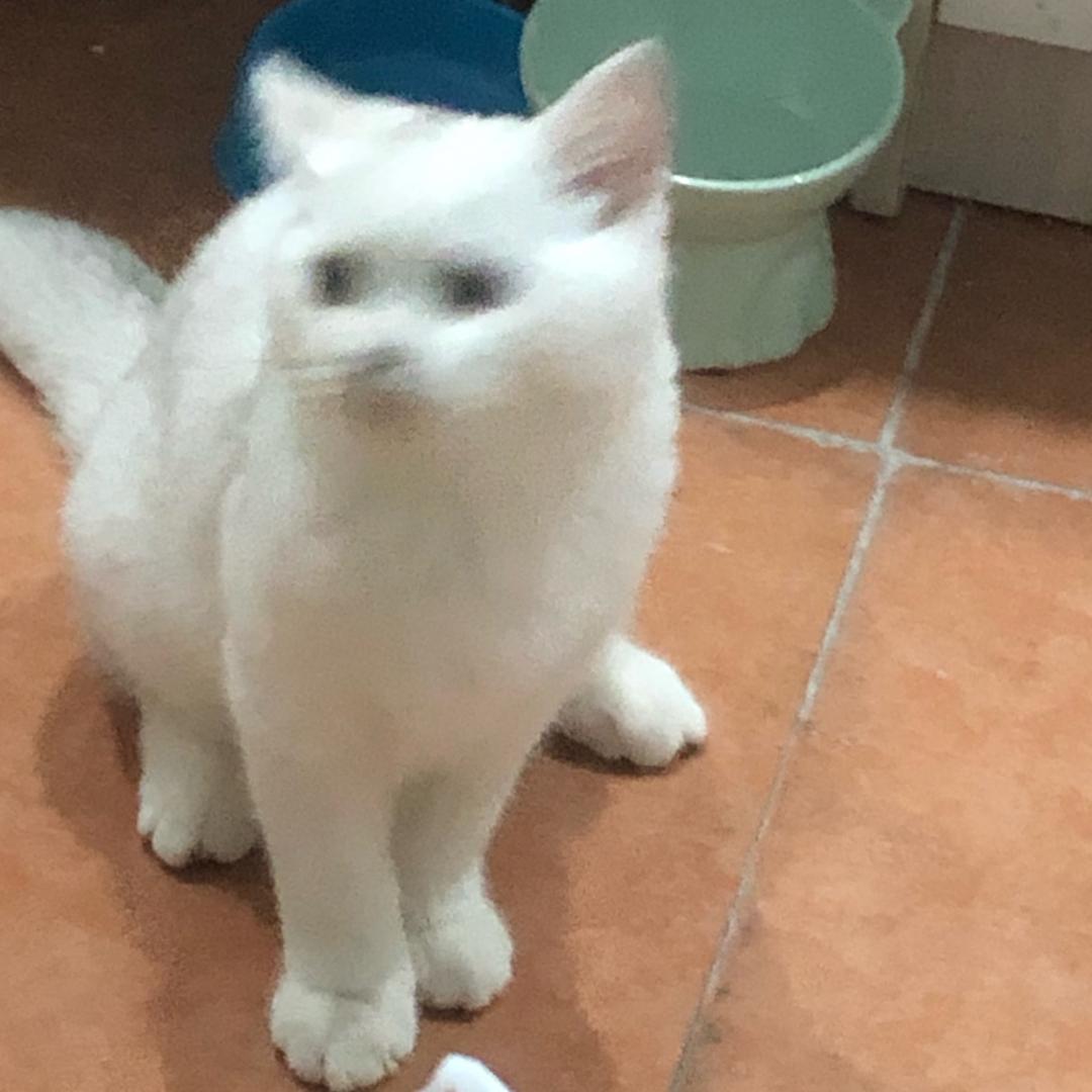 ღᩚ᭄爱玲宝ৡᩚ࿐