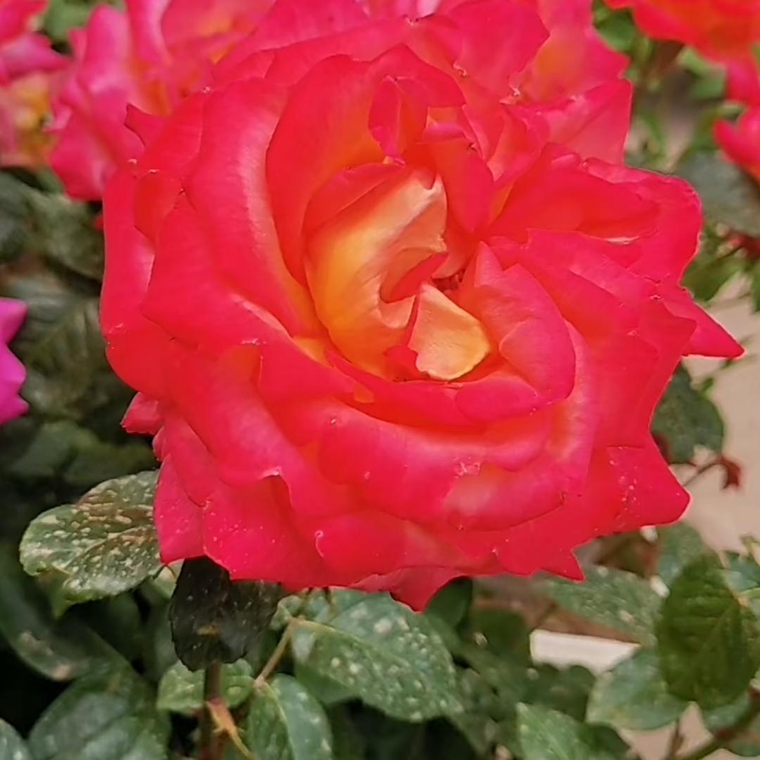 随缘