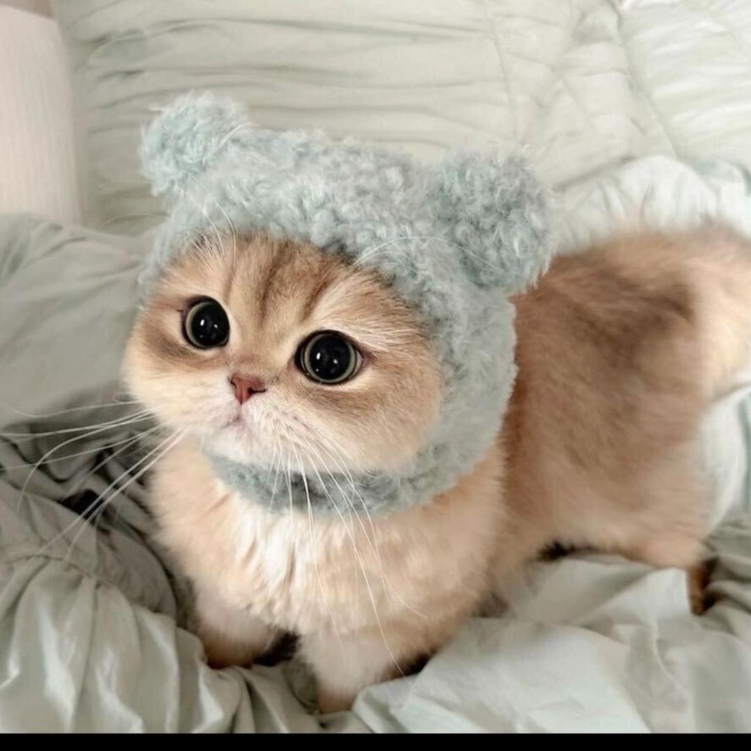猫加的猫