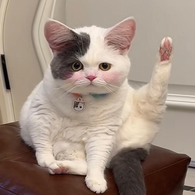 下了猫猫雨