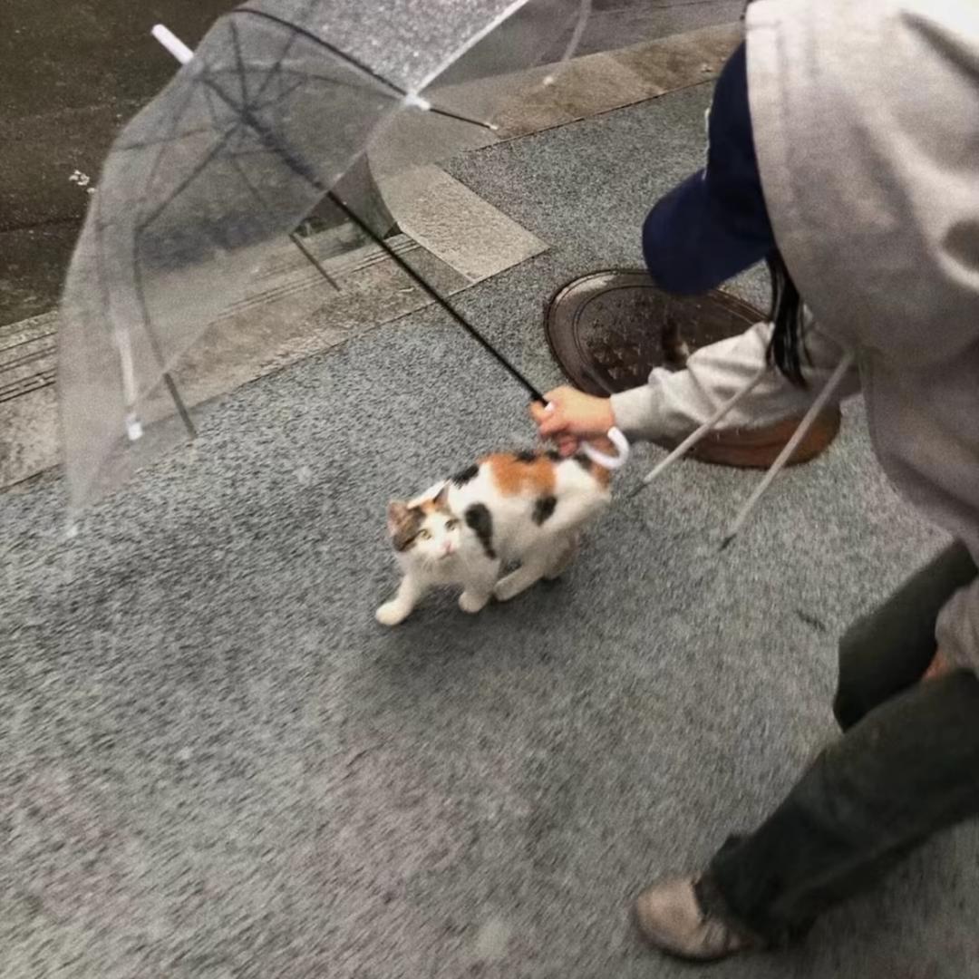 咪咪🐈‍⬛