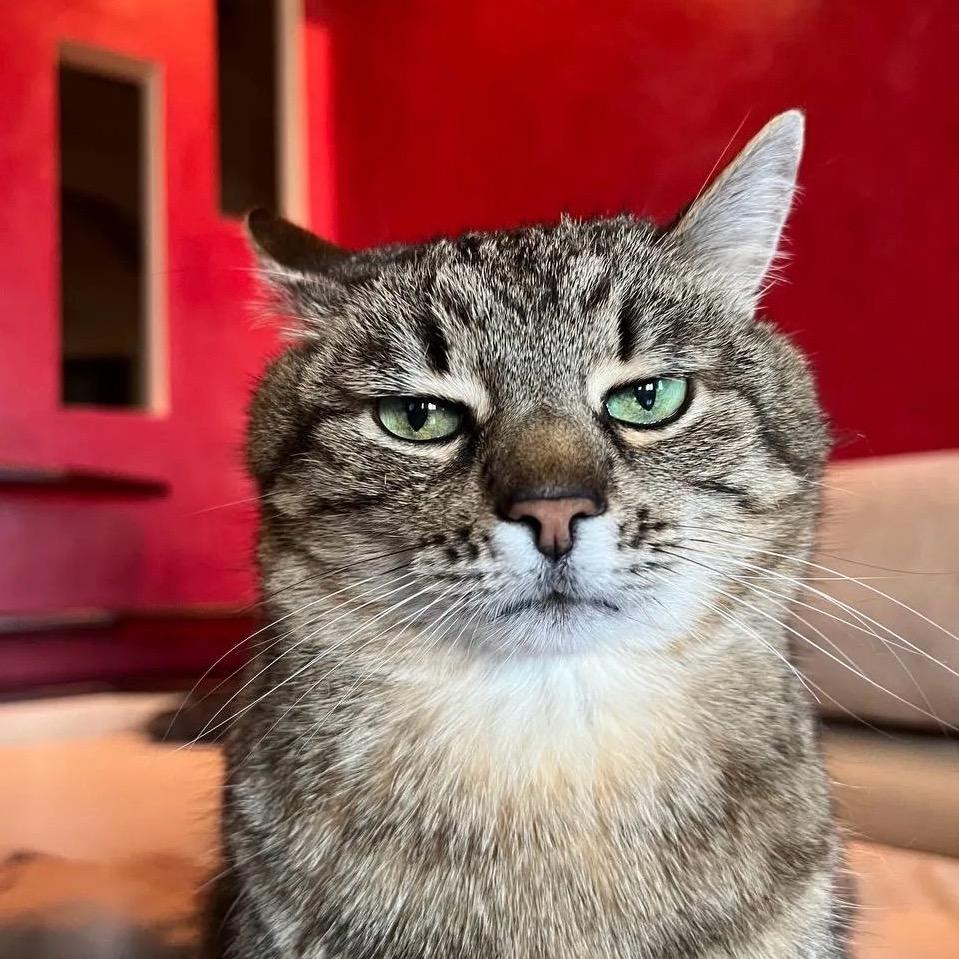 疯癫猫王