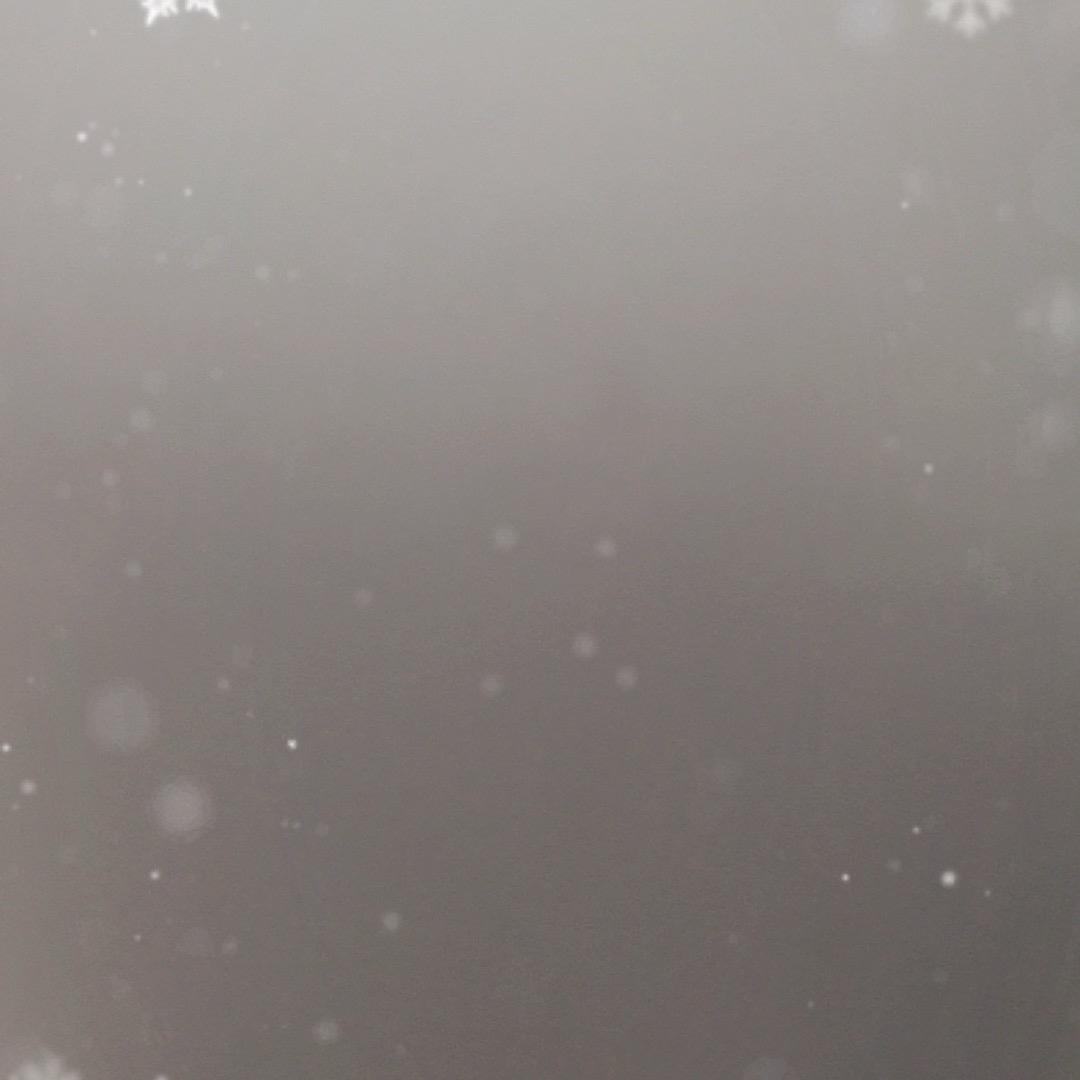 波斯猫