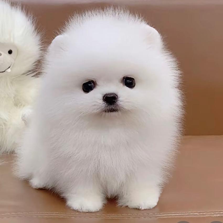 阿军博美茶杯犬