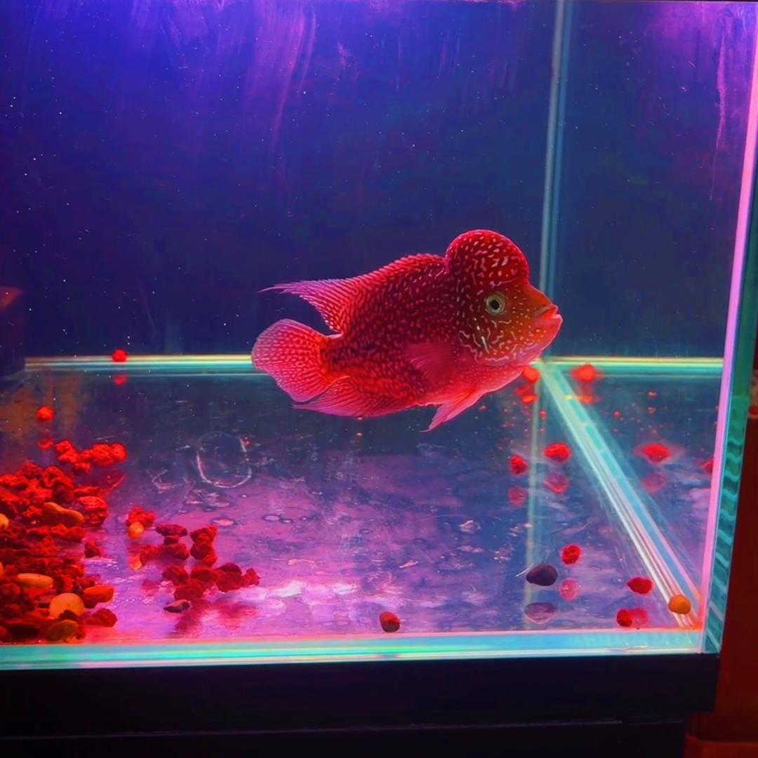 ꧁隔壁老黄꧂