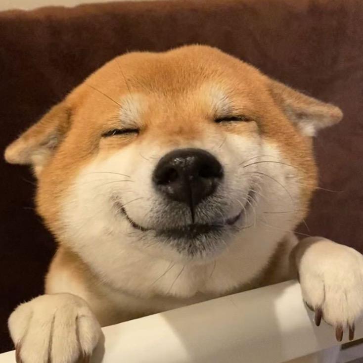 榴莲千层狗