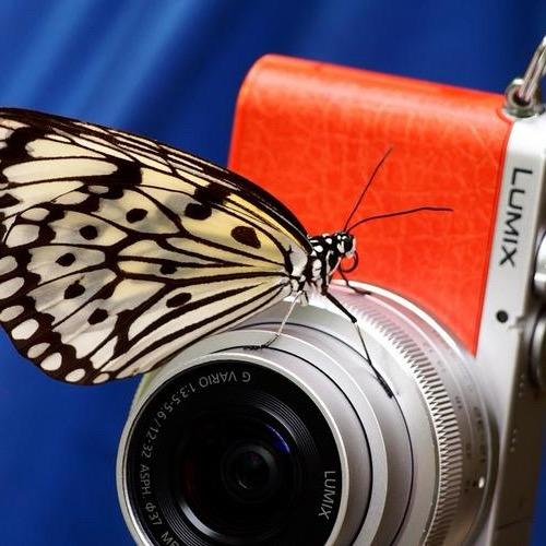 🦋破茧成蝶🦋