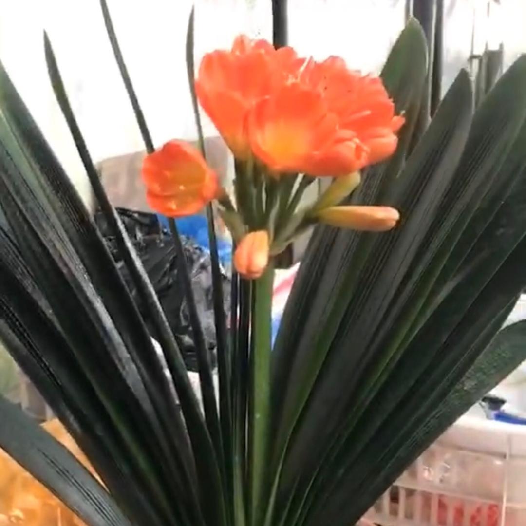 山西省晋中市祁县四虎则精品君子兰