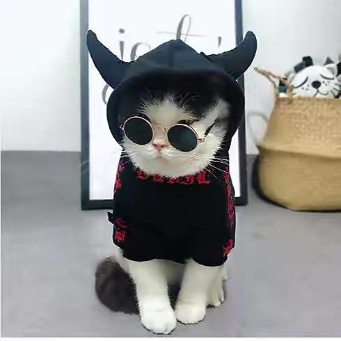 一只舔狗