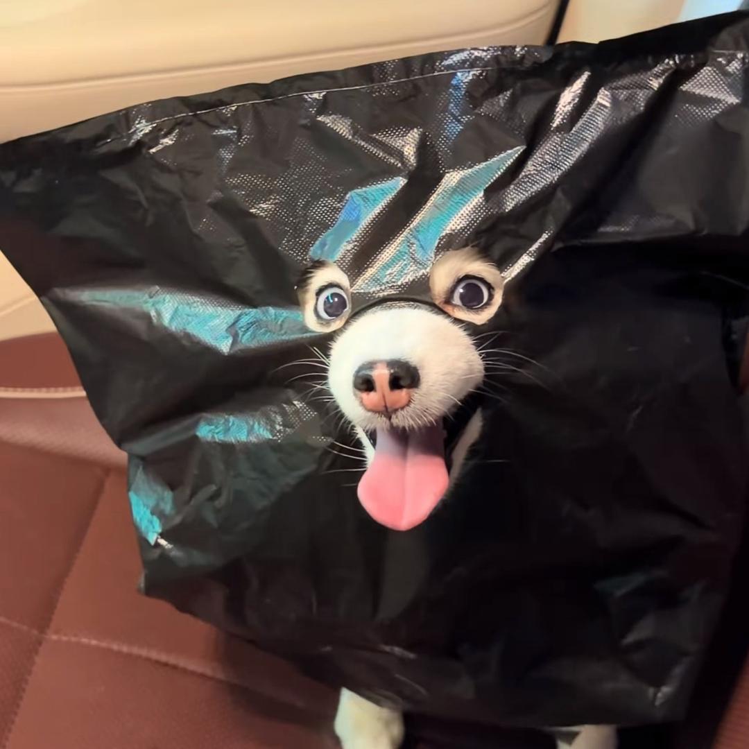 🐾头像