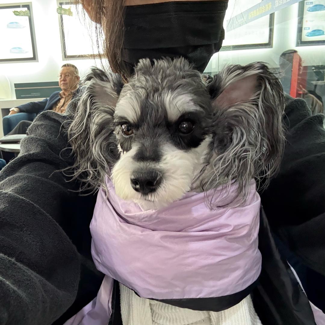 ᅠᅠᅠᅠᅠᅠᅠᅠᅠᅠᅠᅠᅠ小豆子是雪纳瑞