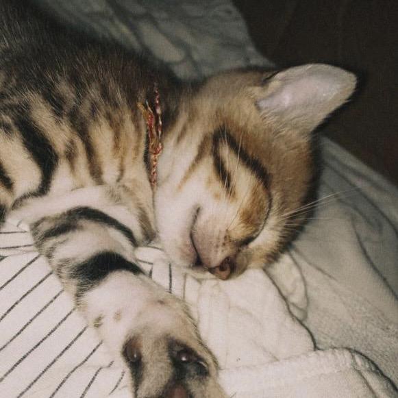 狸🐈^