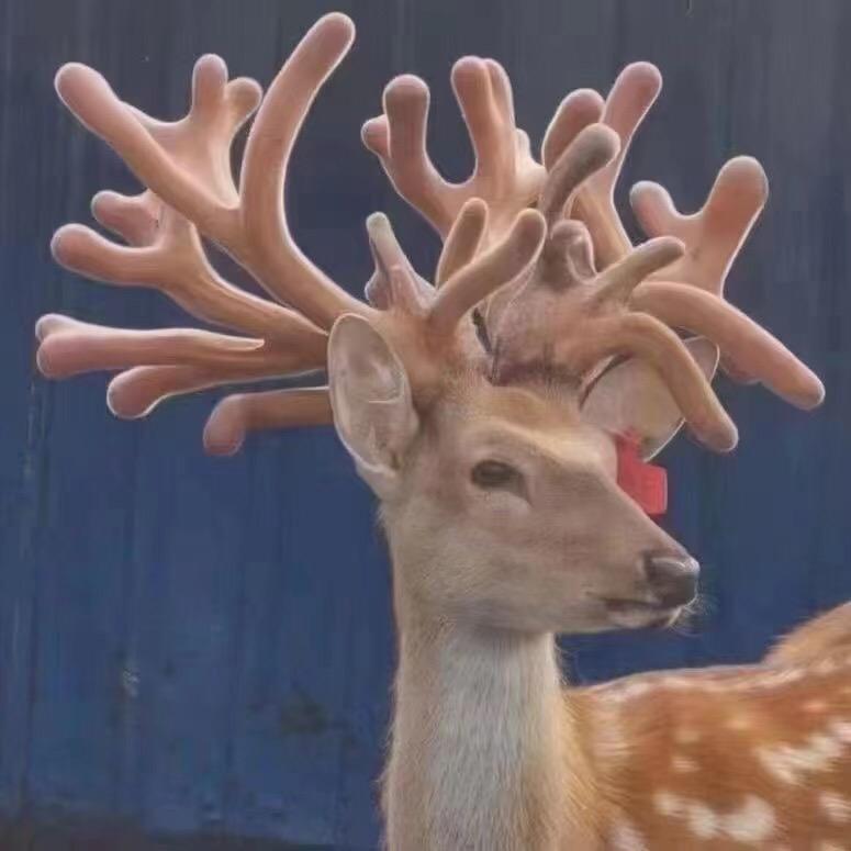 赵先生梅花鹿🦌养殖基地