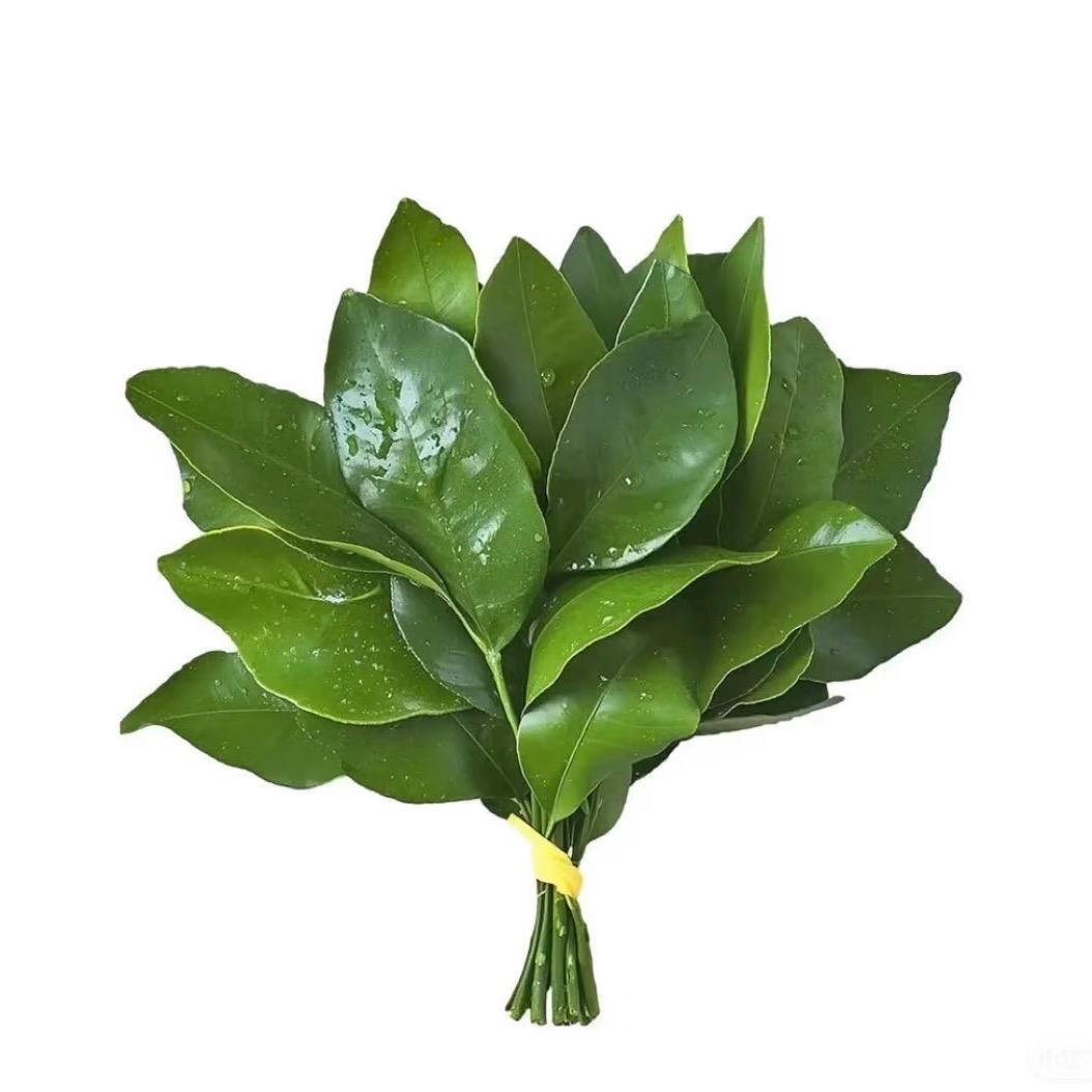 椰椰