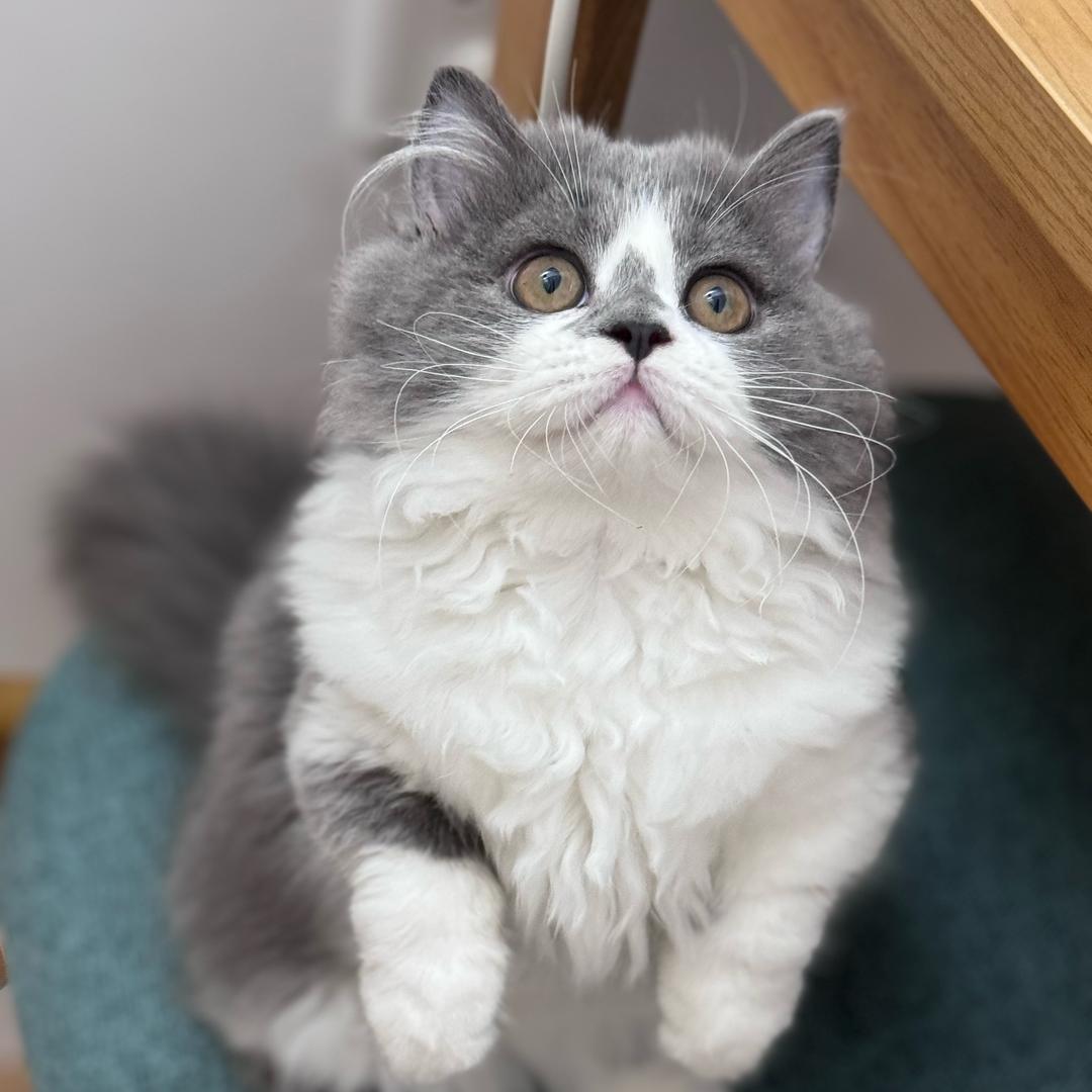猫界 🐱 路西法