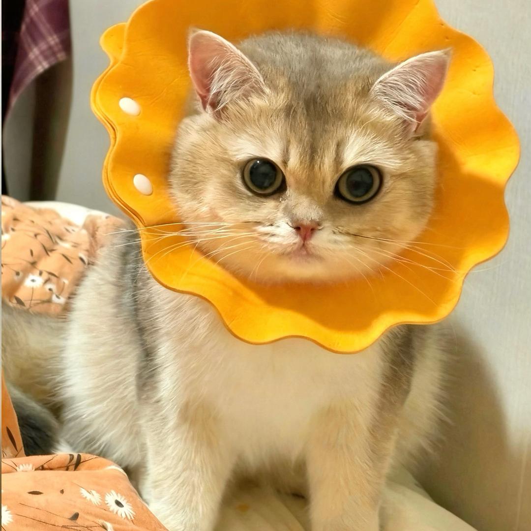 芋圆脑袋🐱