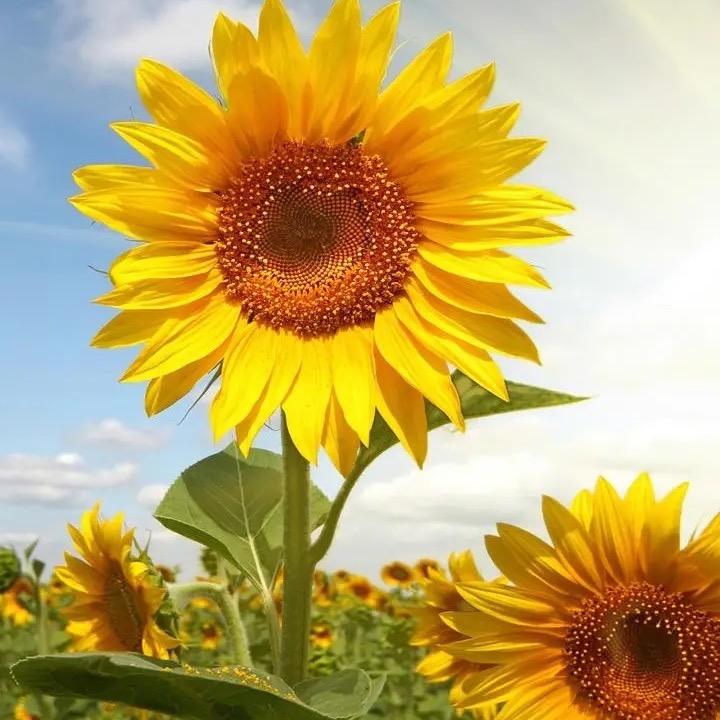 繁花似锦