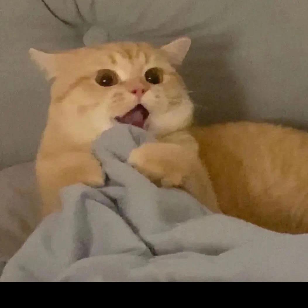 🍒樱桃小丸犊子