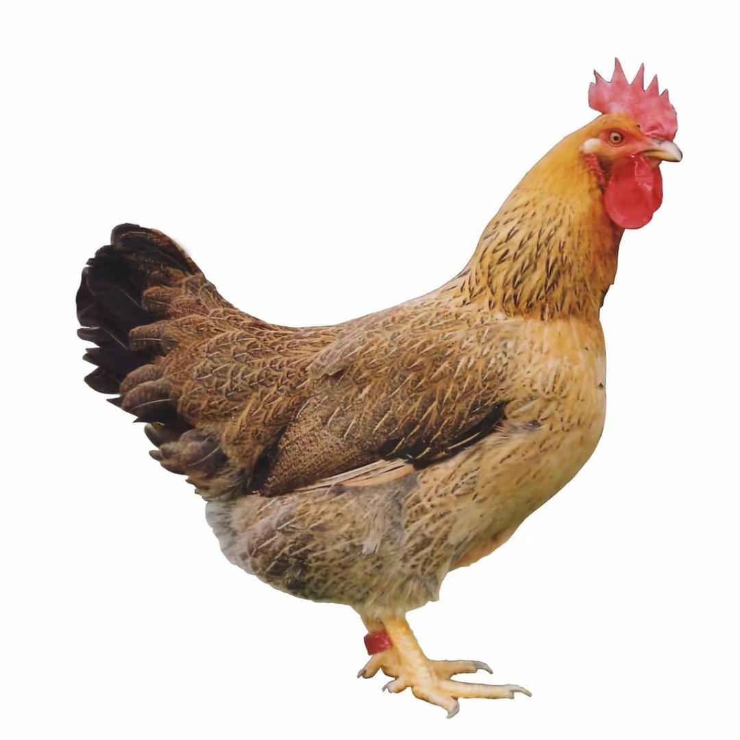 土豆