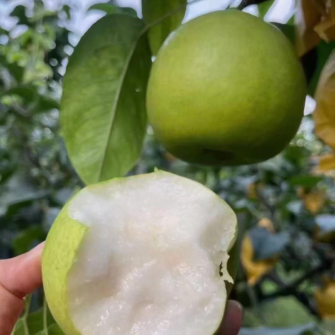 相互果果（吃好梨）