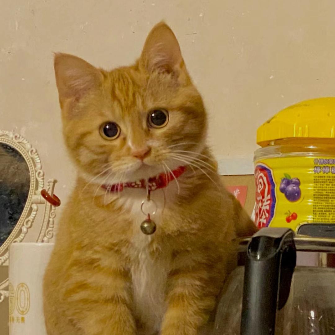 卷耳的橘猫米米