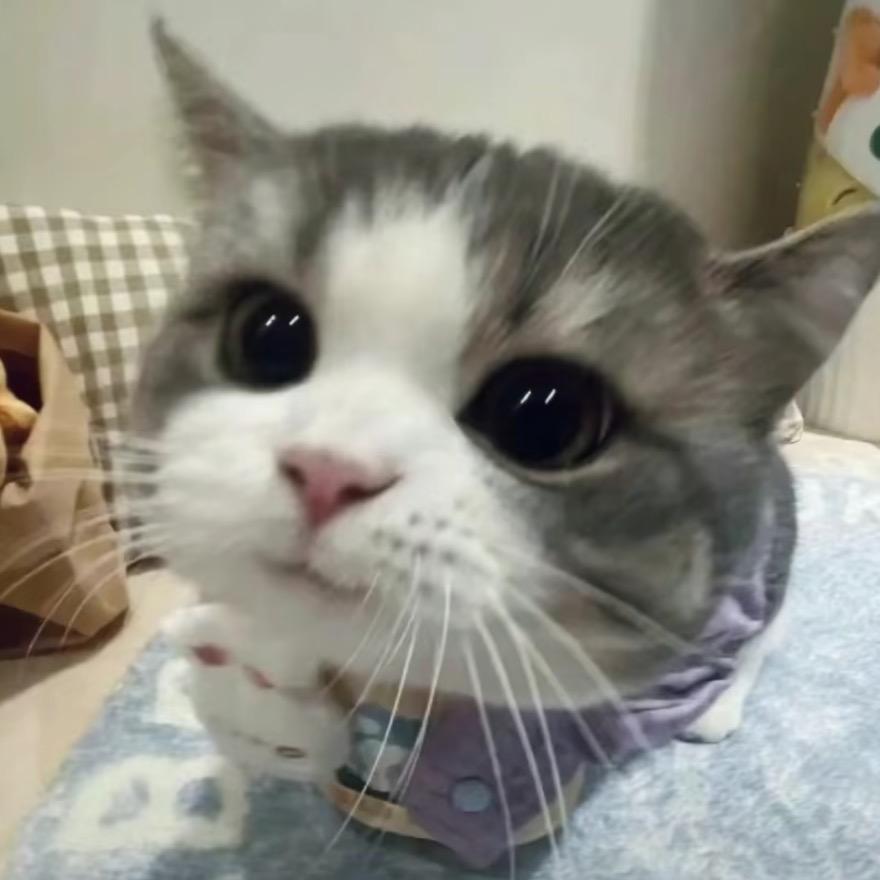 汤圆团子