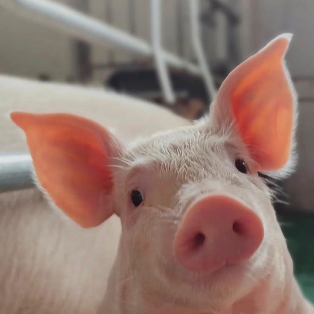 周大帅的奇妙旅行