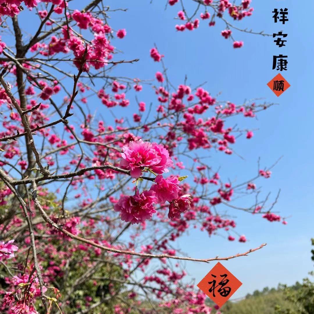 珠
