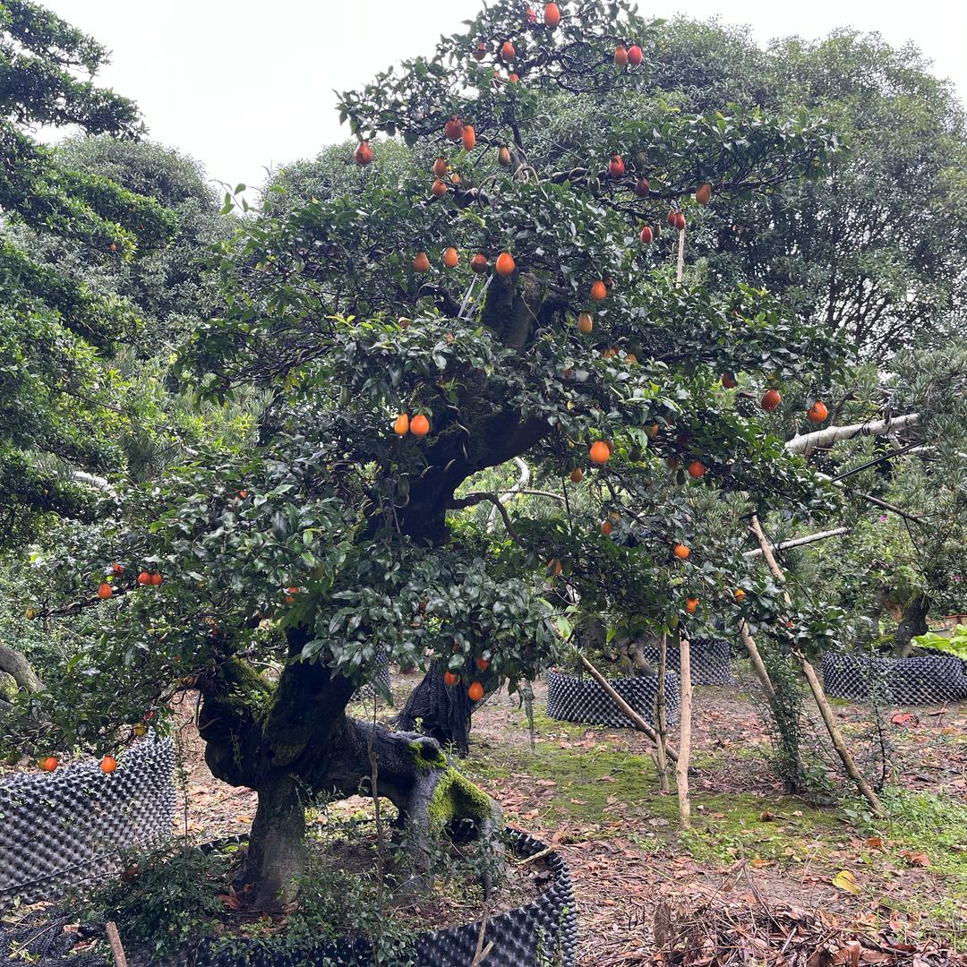 瀚煦园林（草坪、盆景）