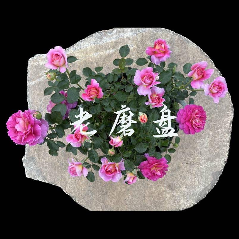 老磨盘 【月季农场】