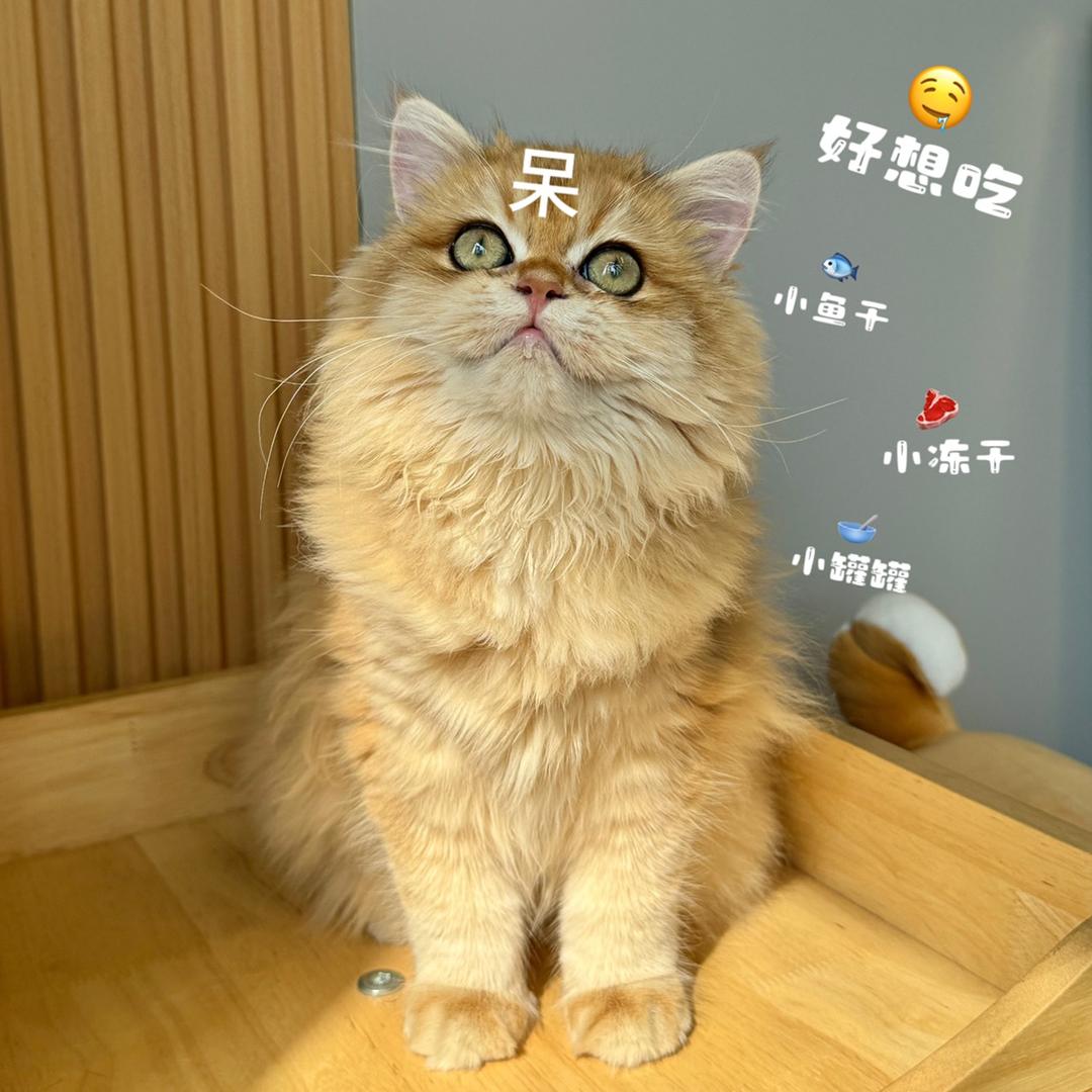 圈圈又晚睡