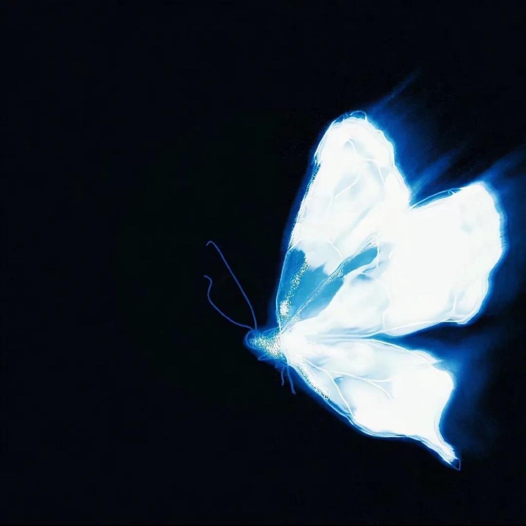 小蝴蝶（养成系🦋）