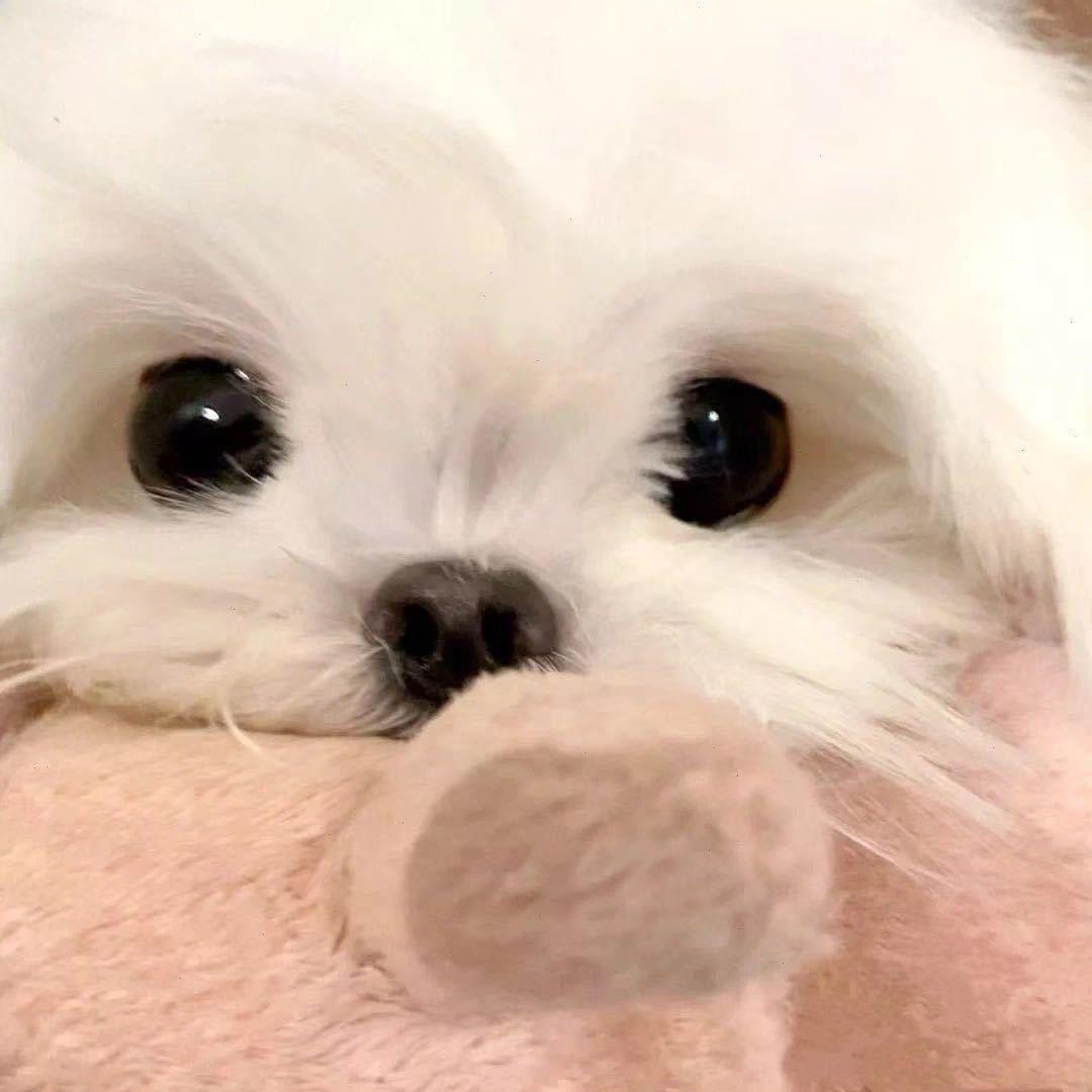 HI虾宝竹锝