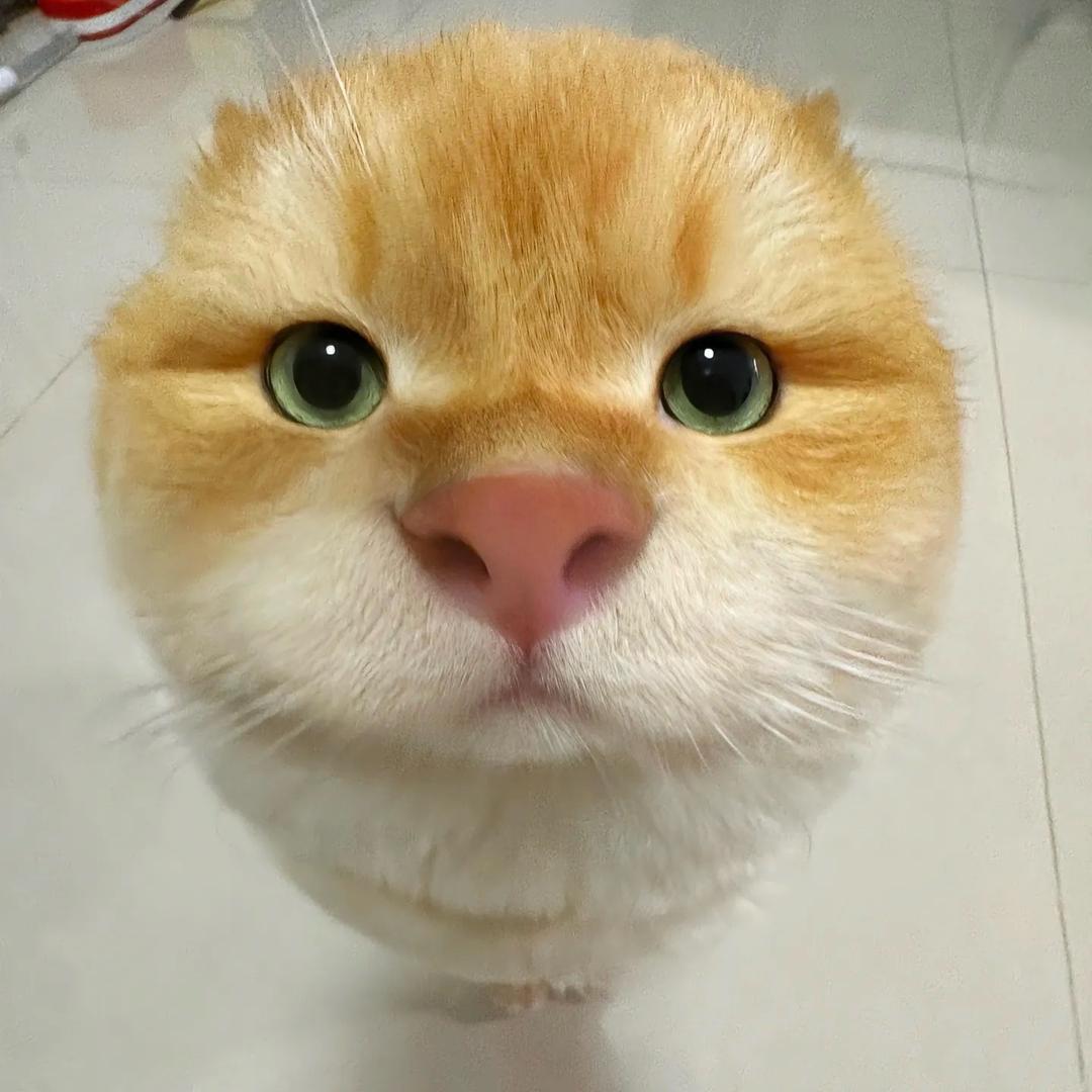 不对嘟嘟生气