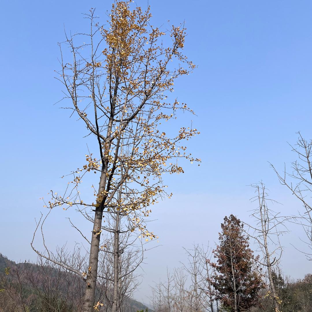 破茧成蝶重生记李教官