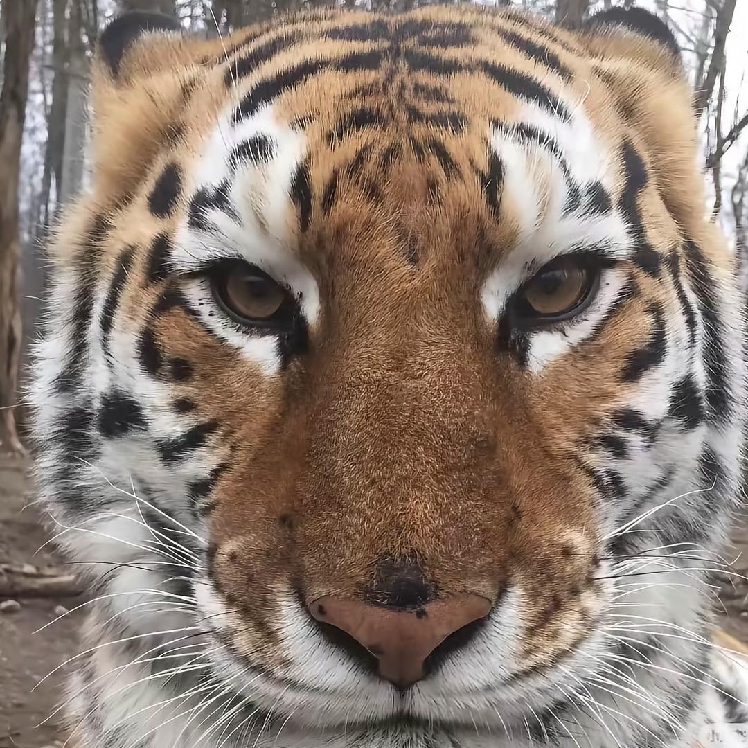 🐯