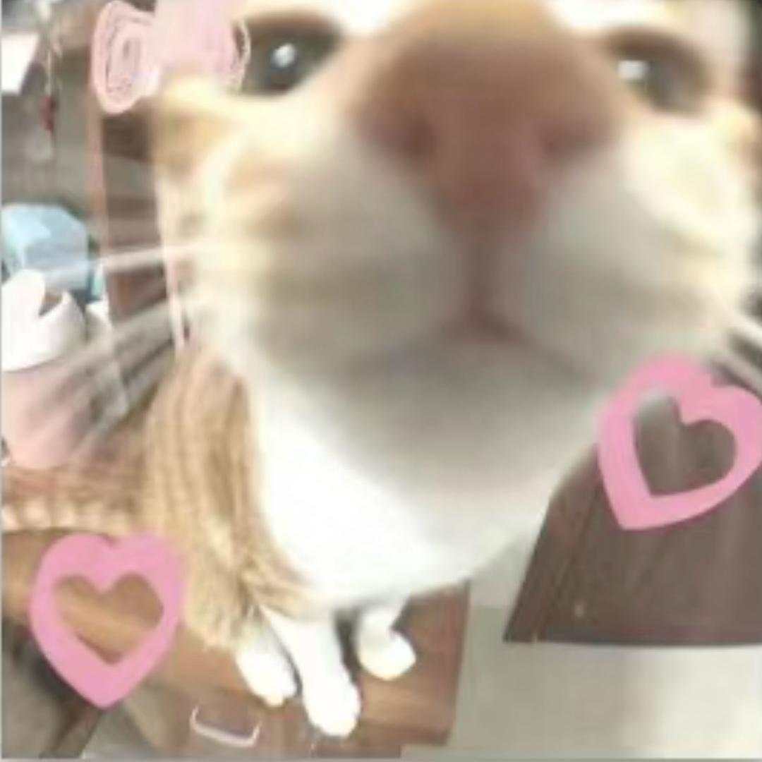 新同学🐰