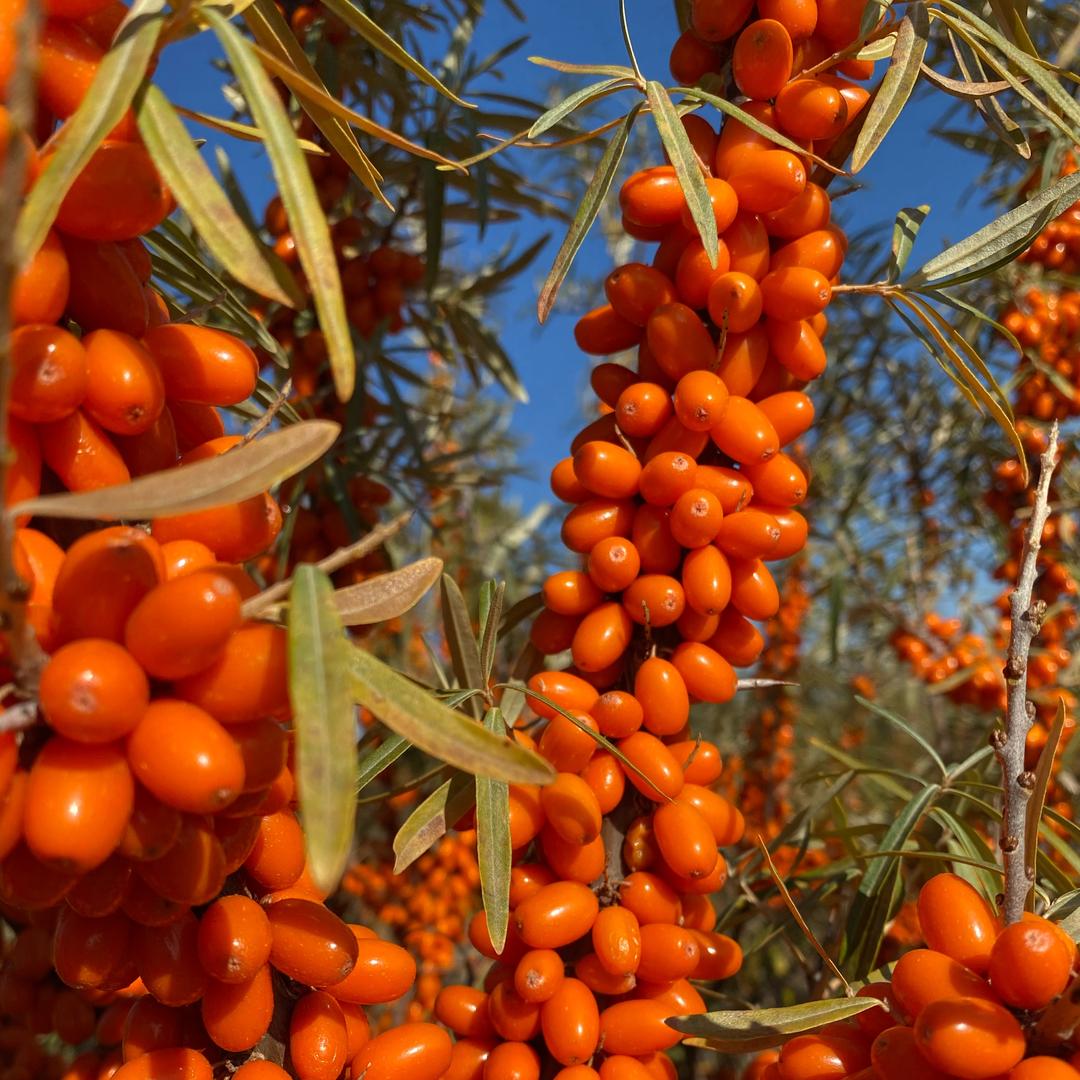 好女婿沙棘食品