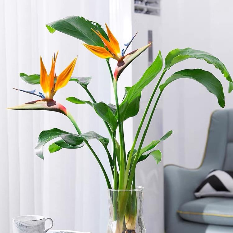 万泽优品绿植供应链