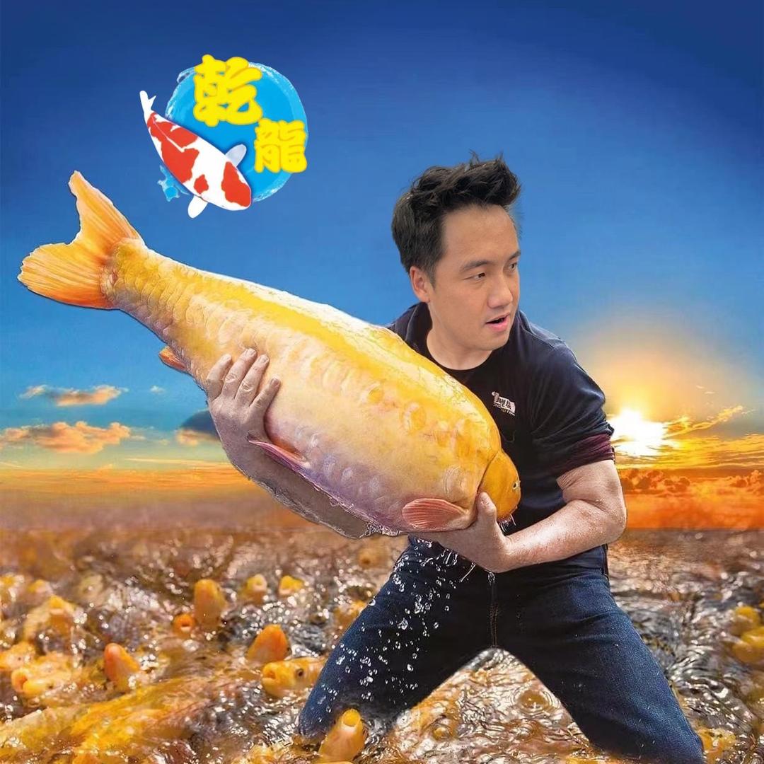 乾龙锦鲤